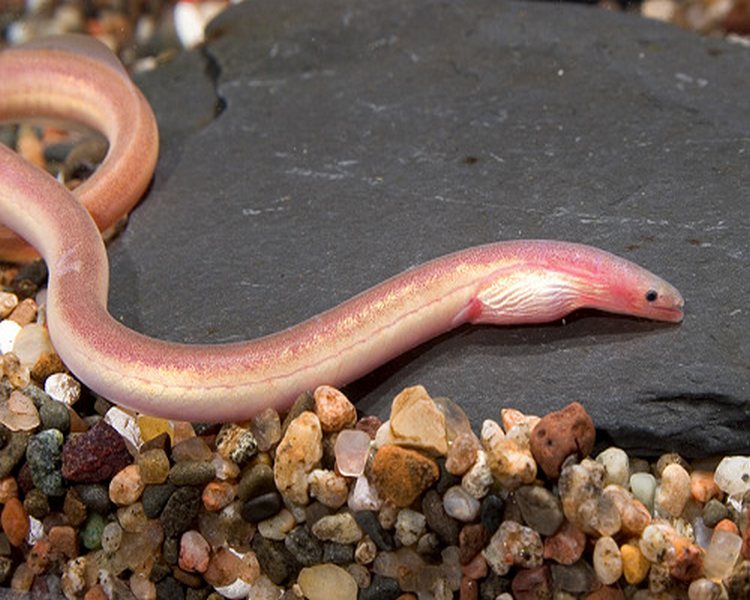 Pink Spaghetti Eel - 15-20cm